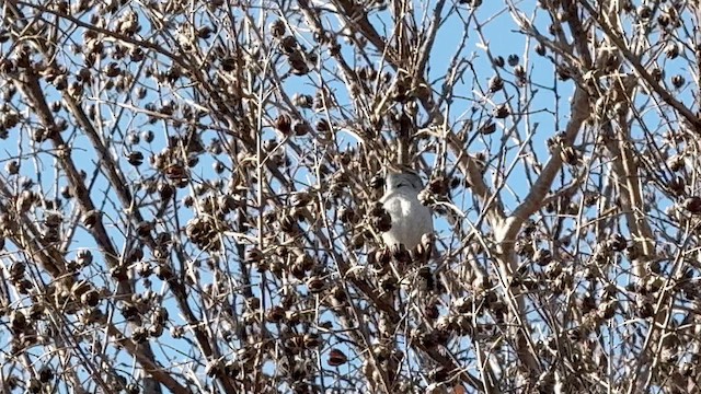 Bewick's Wren - ML650772821