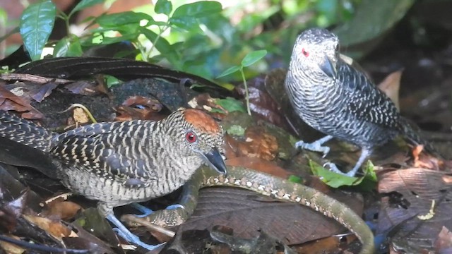 Fasciated Antshrike - ML650772827