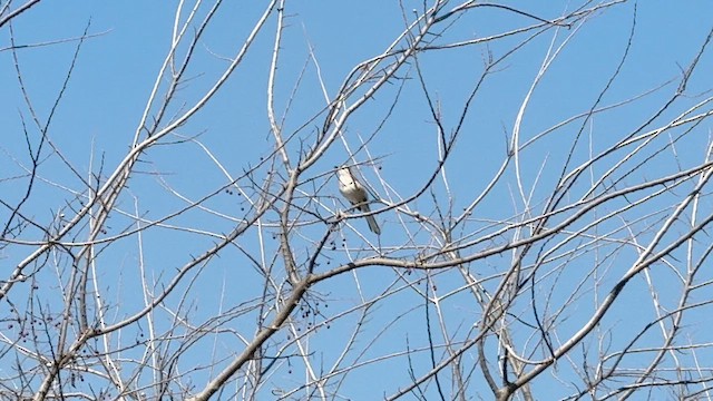 Northern Mockingbird - ML650772836