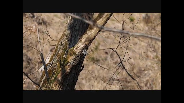 Picchio rosso minore - ML650772915