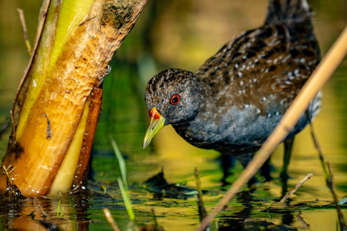 Australian Crake - ML650773001