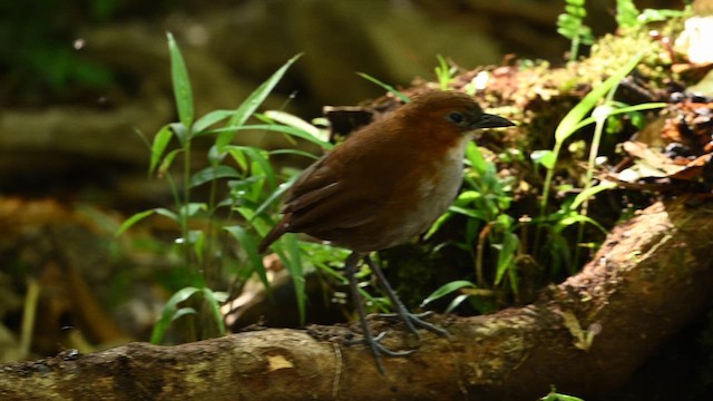 White-bellied Antpitta - ML650773519