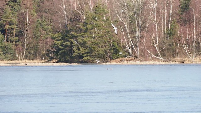 Aquila di mare - ML650773934