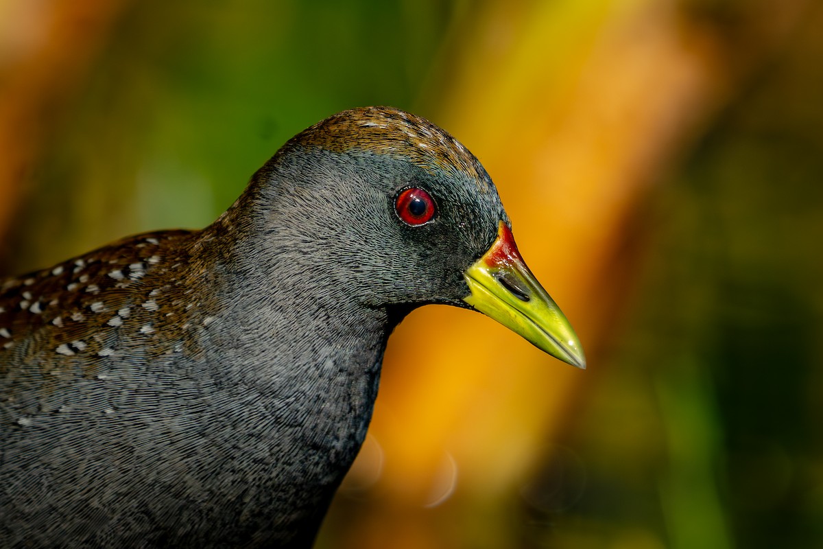 Australian Crake - ML650774014