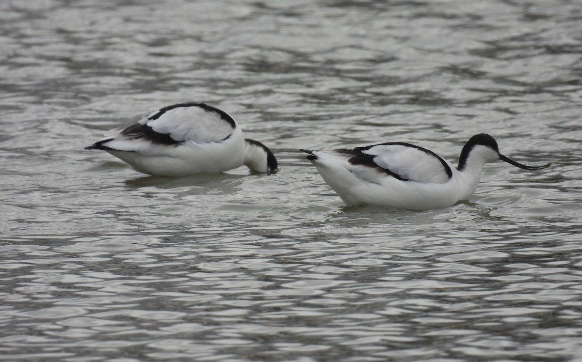 Pied Avocet - ML650774080