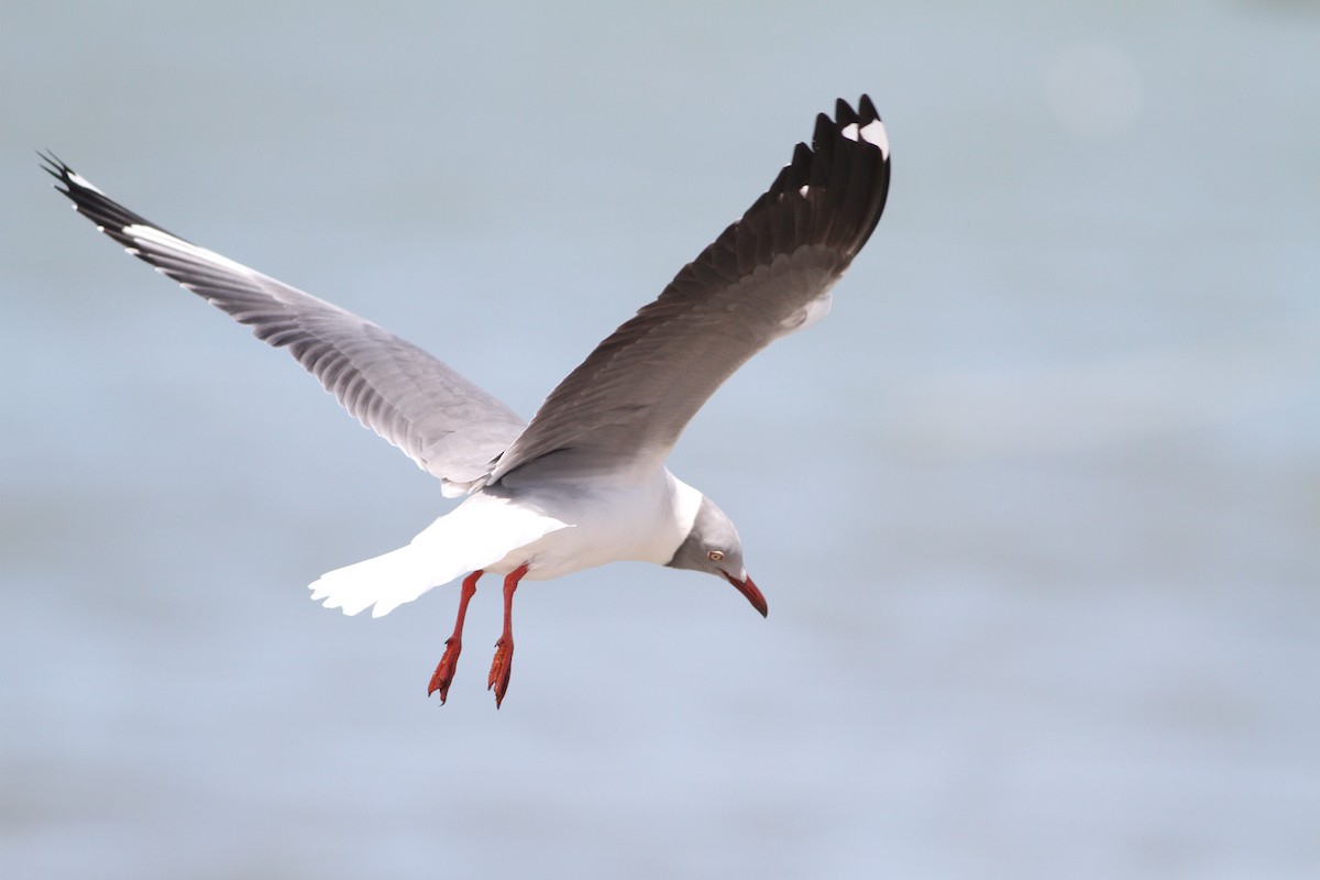 Gray-hooded Gull - ML650774100