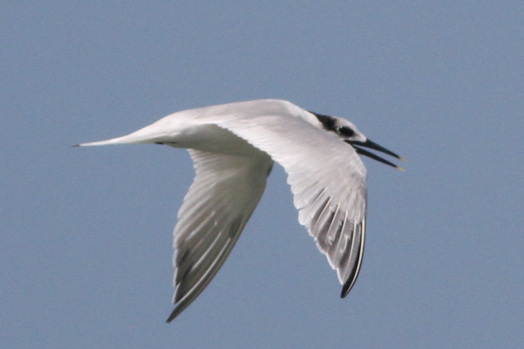 Sandwich Tern - ML650774113