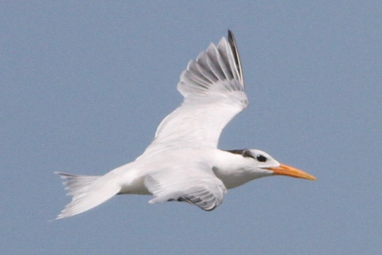 West African Crested Tern - ML650774123