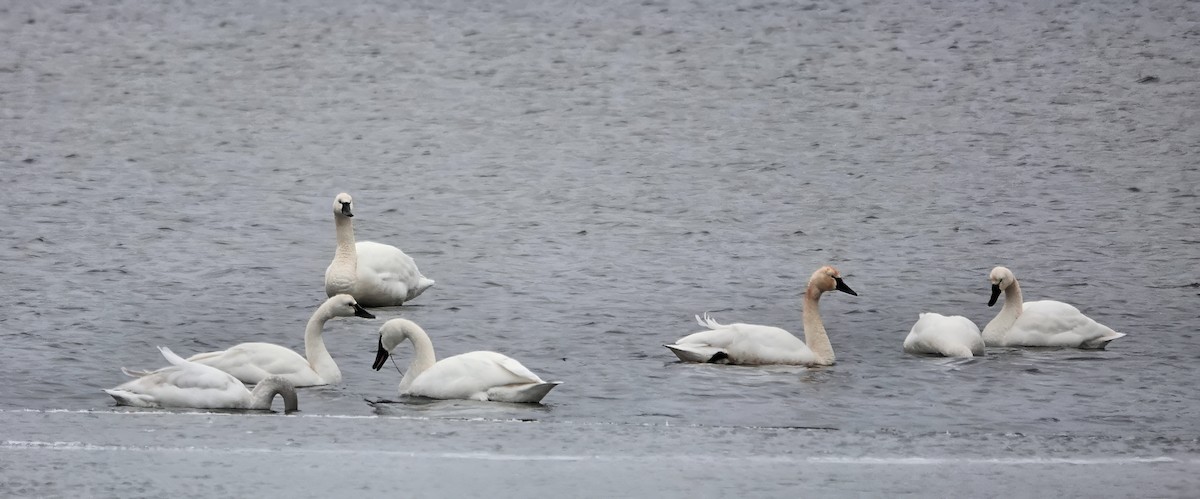 Tundra Swan - ML650774159