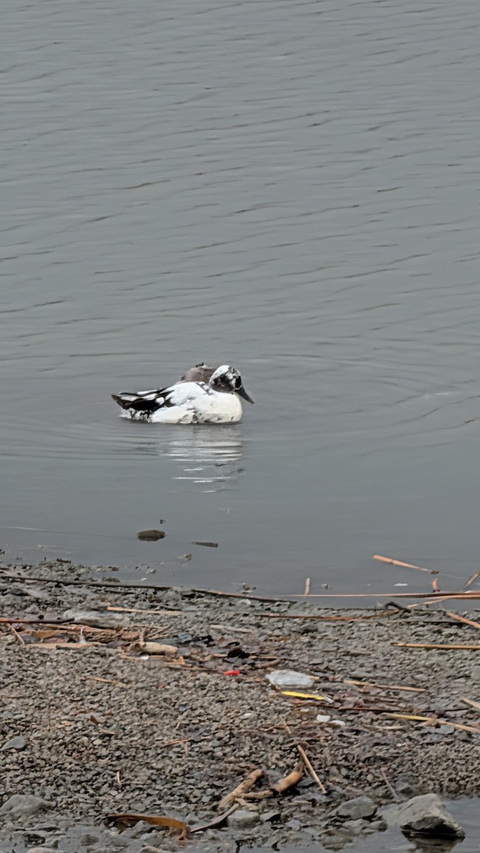 Anatra germanata - ML650774223