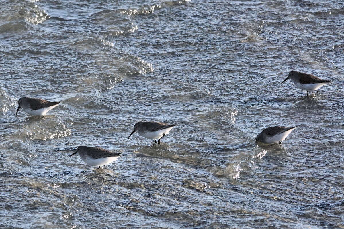 Dunlin - ML650774325