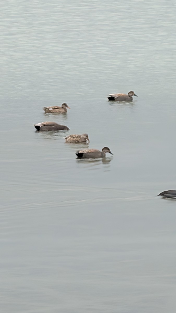 Canapiglia - ML650774356