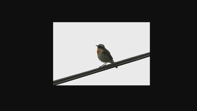 Stiaccino - ML650774381