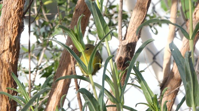 Orange-crowned Warbler - ML650774393