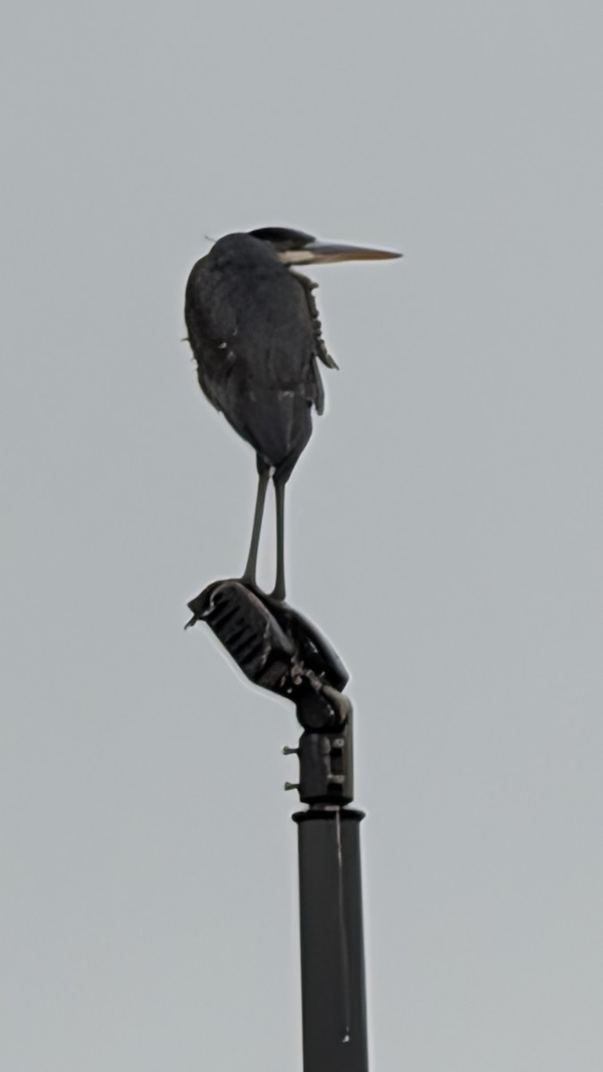 Great Blue Heron - ML650774466