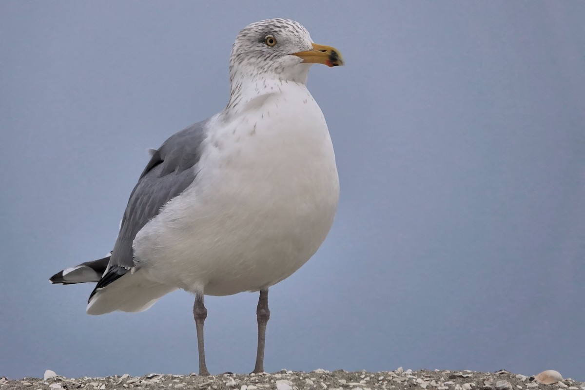American Herring Gull - ML650774573