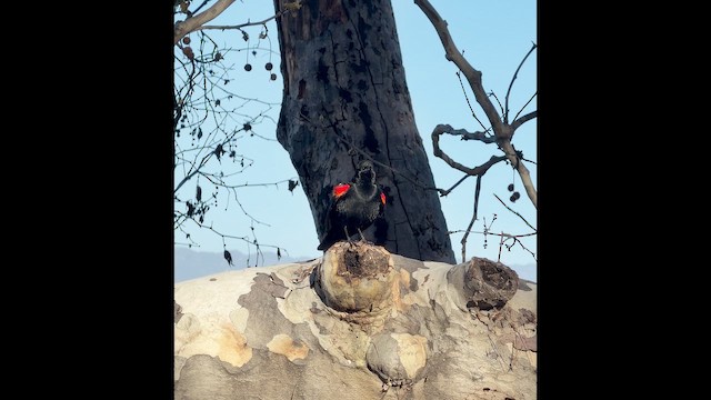 Red-winged Blackbird - ML650774597