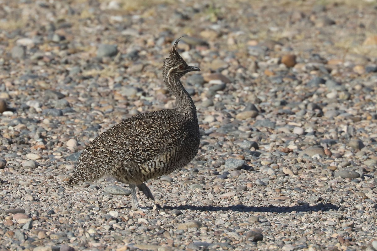 Tinamou élégant - ML650774600