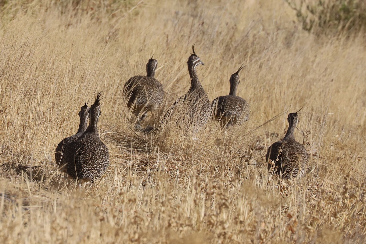Tinamou élégant - ML650774601
