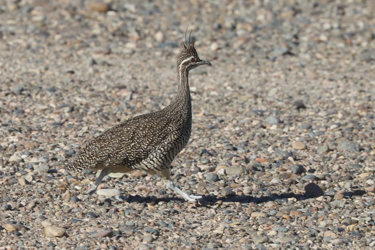 Tinamou élégant - ML650774602