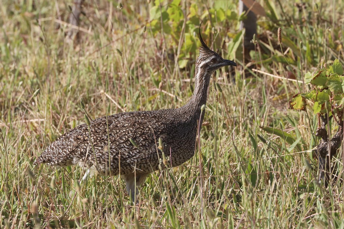 Tinamou élégant - ML650774603