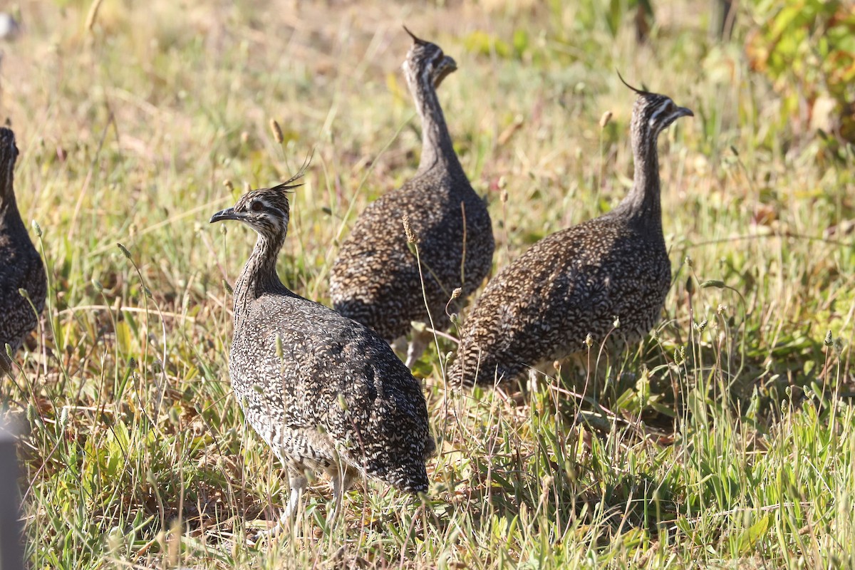 Tinamou élégant - ML650774604