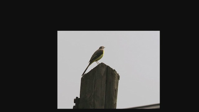 Gebirgsstelze - ML650774622