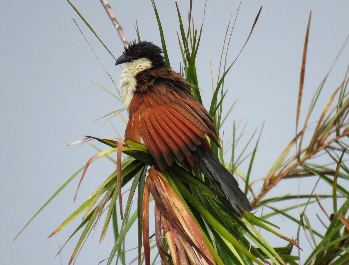 Burchell Kukalı - ML650774652