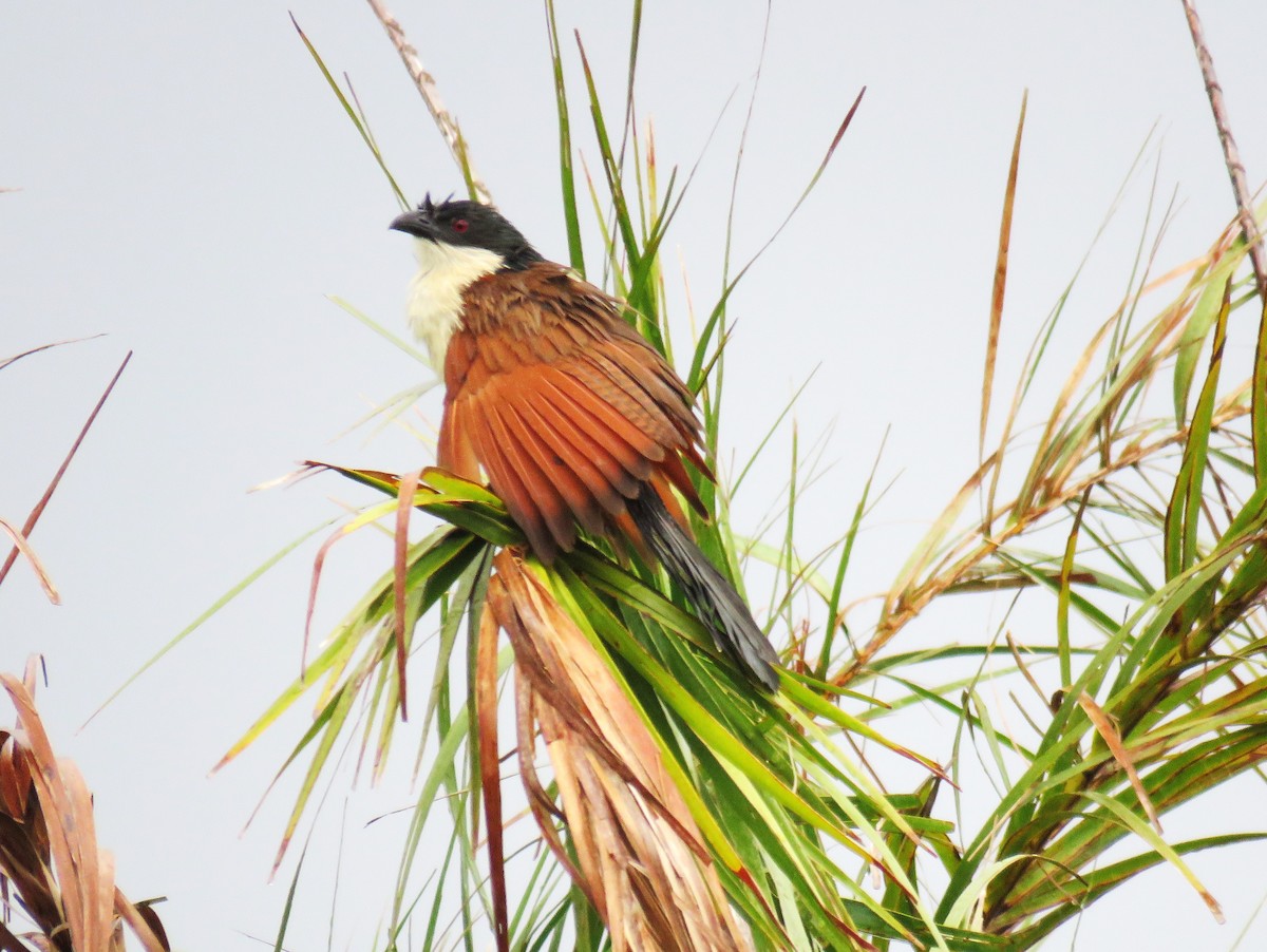 Burchell Kukalı - ML650774653