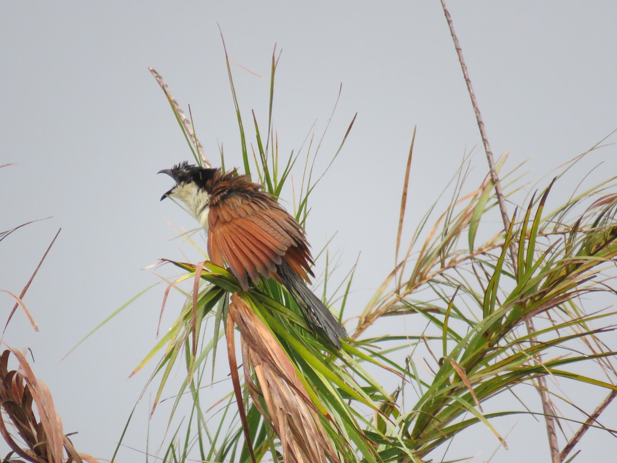 Burchell Kukalı - ML650774654