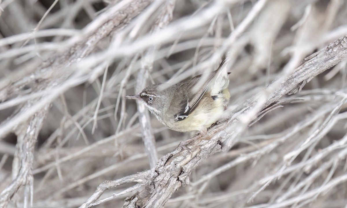 Spotted Scrubwren - ML650774814