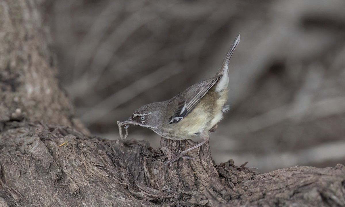 Spotted Scrubwren - ML650774815
