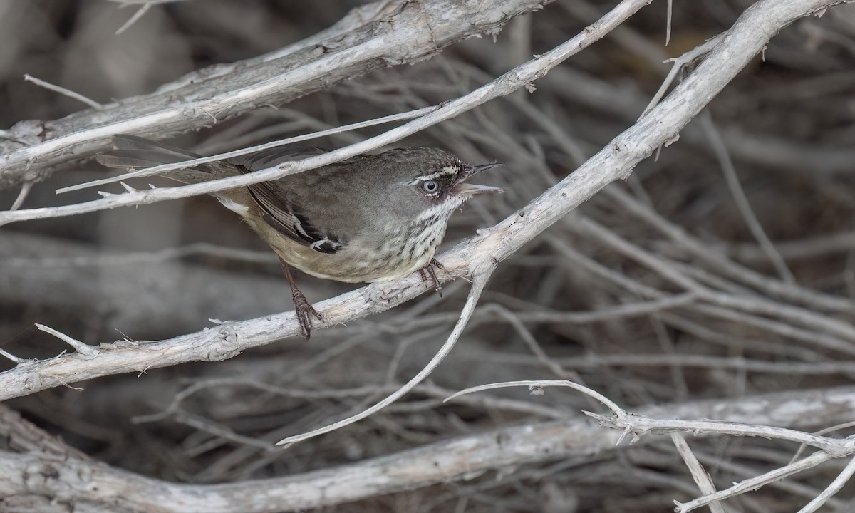 Spotted Scrubwren - ML650774817