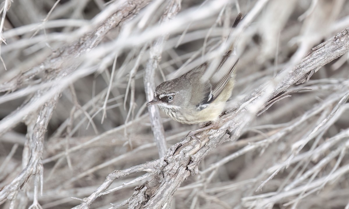 Spotted Scrubwren - ML650774819