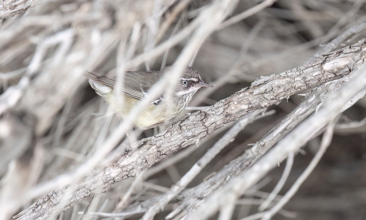 Spotted Scrubwren - ML650774820