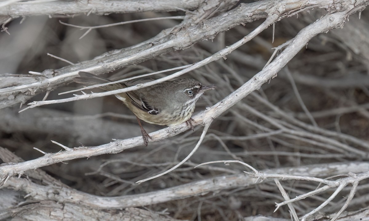Spotted Scrubwren - ML650774821