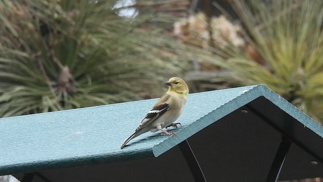 American Goldfinch - ML650774906