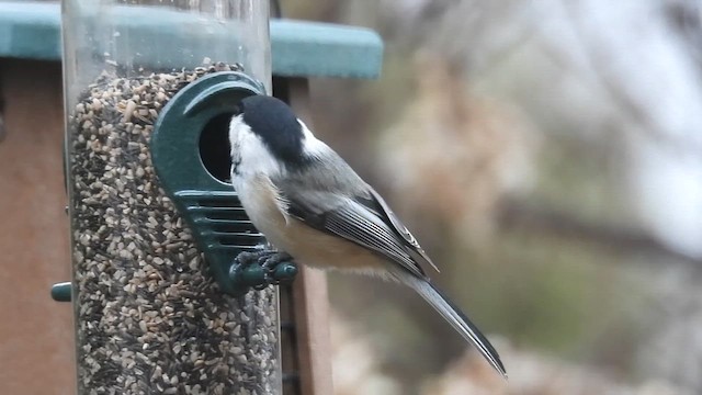 Black-capped Chickadee - ML650774937