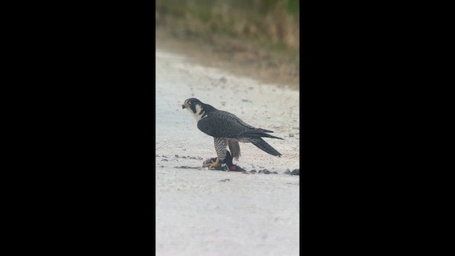 Falco pellegrino - ML650775017