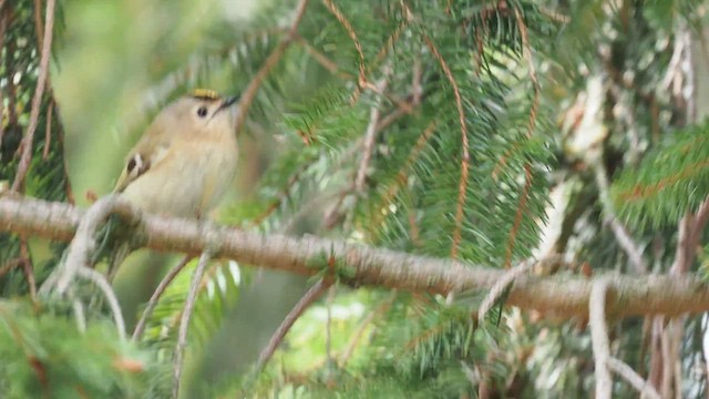 Regolo - ML650775240