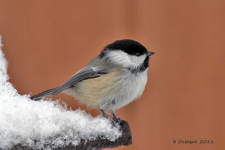 Black-capped Chickadee - ML65077531