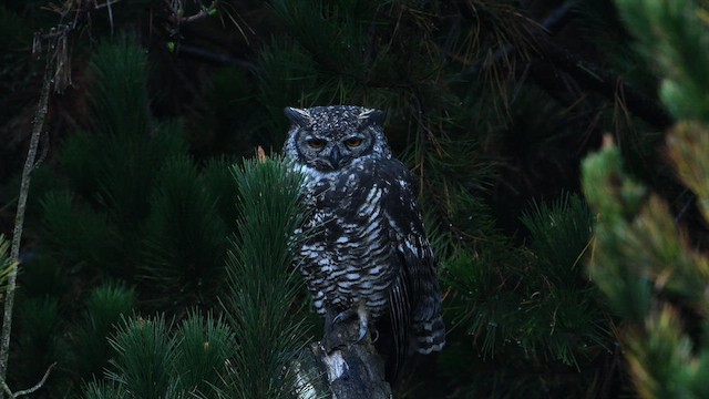 アメリカワシミミズク - ML650775373