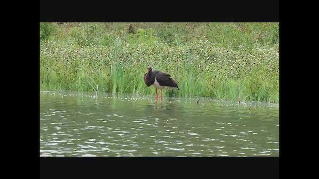 Cicogna nera - ML650775596