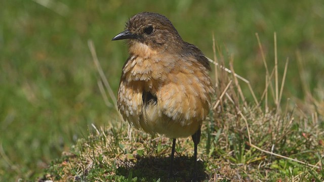 Tawny Antpitta - ML650775907