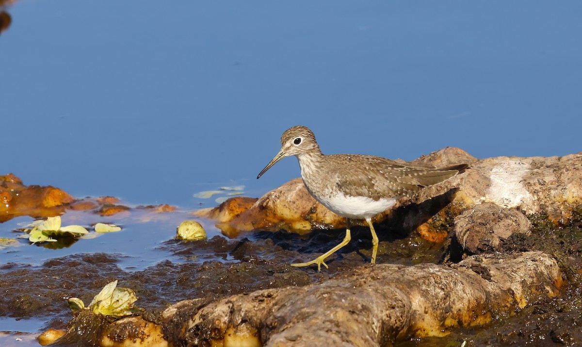Solitary Sandpiper - ML650776009