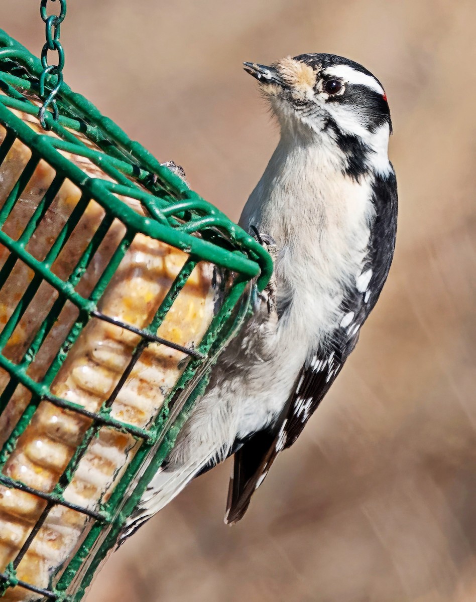 Downy Woodpecker - ML650776215