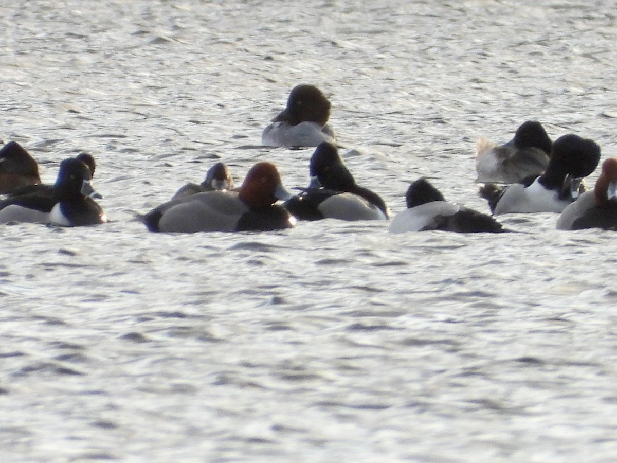eBird Checklist - 12 Feb 2026 - Donald W. Barnes Boat Launch - 13 species