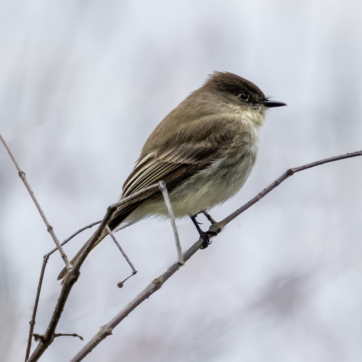 Weißbauch-Phoebetyrann - ML650776926