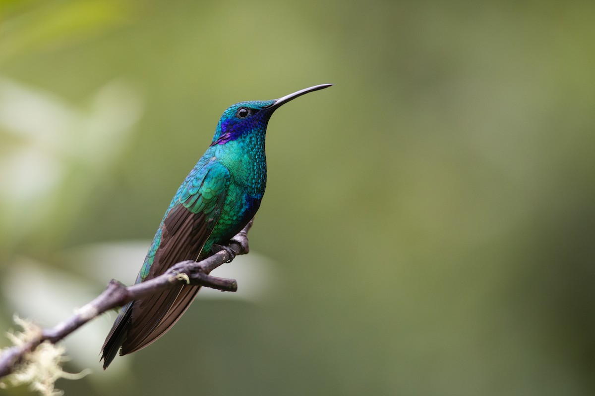 Sparkling Violetear - ML650776972