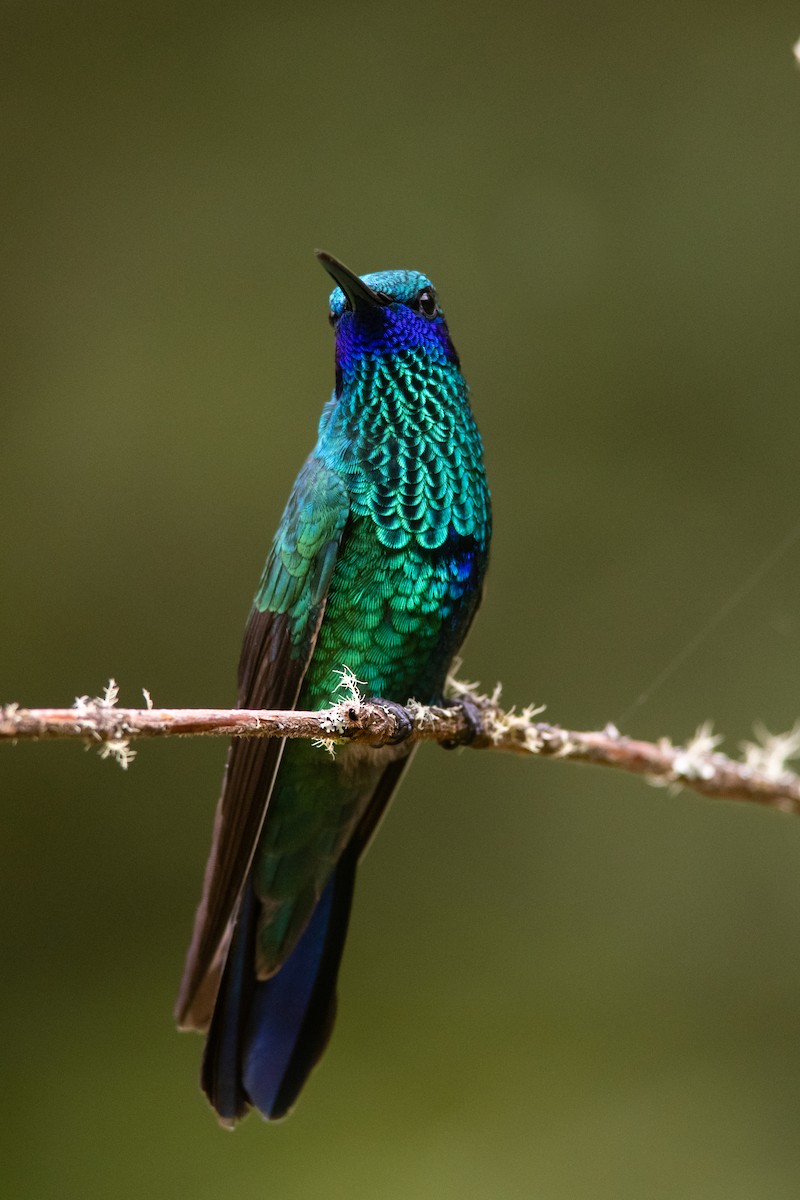 Sparkling Violetear - ML650776998